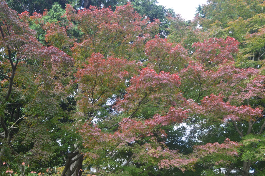 紅葉 紅葉