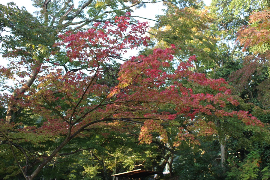 紅葉 紅葉