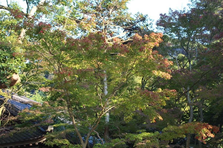 紅葉 紅葉