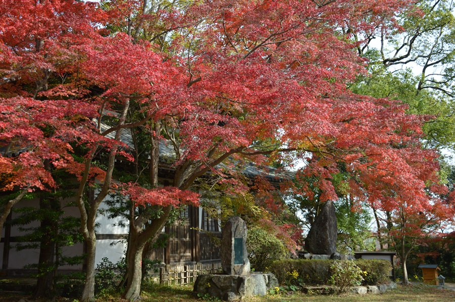 紅葉 紅葉