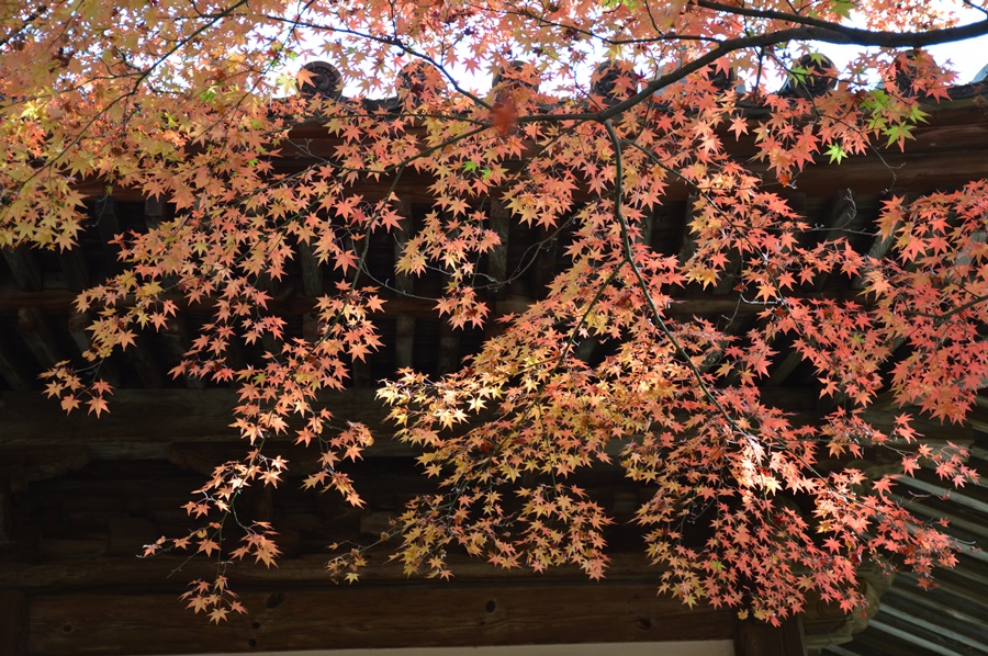 紅葉 紅葉