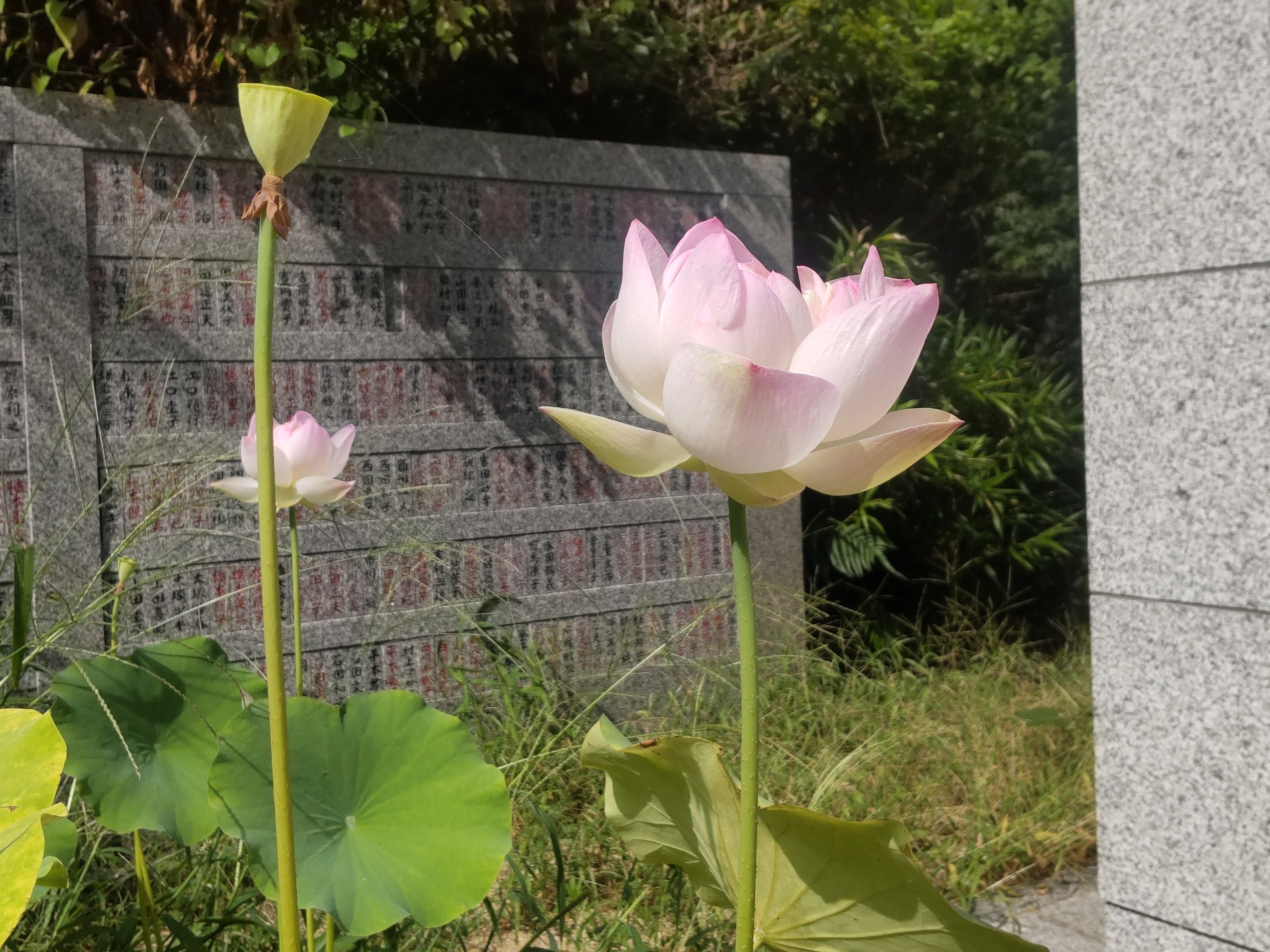 蓮 蓮